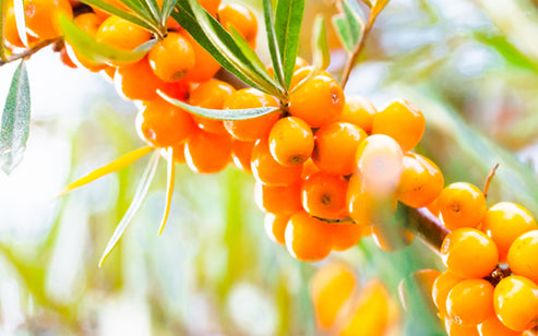 Small But Mighty: Sea Buckthorn Delivers Antioxidant and Hydrating Power