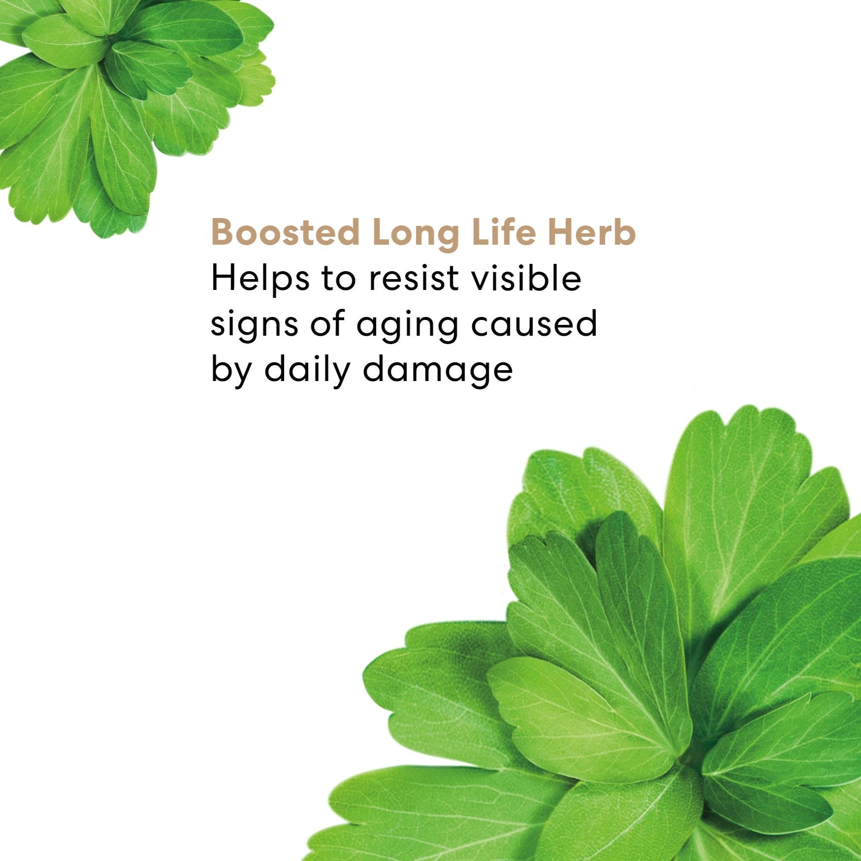 SKINLONGEVITY® Long Life Herb Night Treatment view 4
