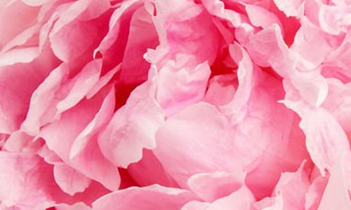 Peony Flower & Sugarcane-Derived Squalane
