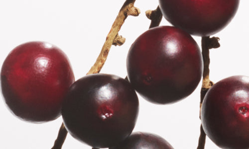 Acai Palm