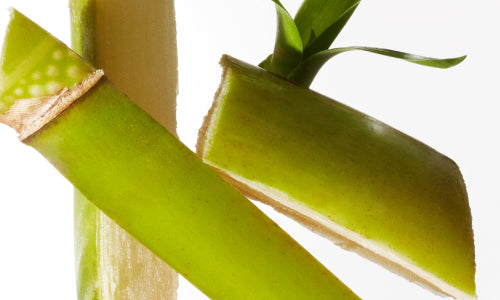 Sugarcane-Derived Squalane
