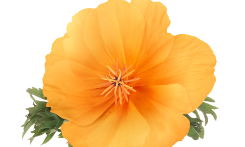 California Poppy